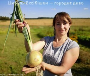 Цибуля Ексібішен — городнє диво