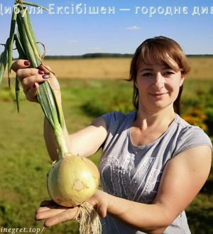 Цибуля Ексібішен — городнє диво