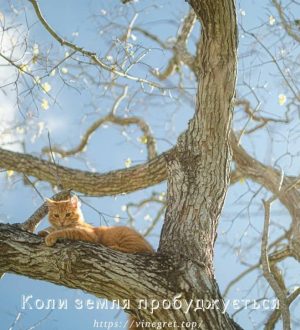 Коли земля пробуджується