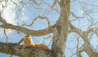 Коли земля пробуджується