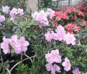 Київський ботанічний сад: найкрасивіше місце столиці України