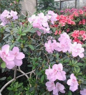 Київський ботанічний сад: найкрасивіше місце столиці України