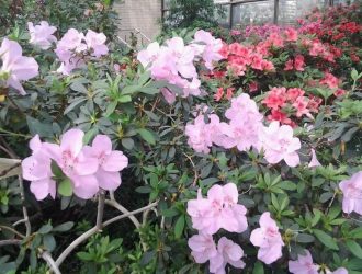 Київський ботанічний сад: найкрасивіше місце столиці України