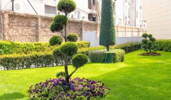 Озеленення ландшафту