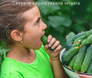 Секрети вирощування огірків