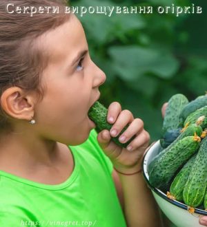 Секрети вирощування огірків