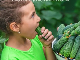 Секрети вирощування огірків