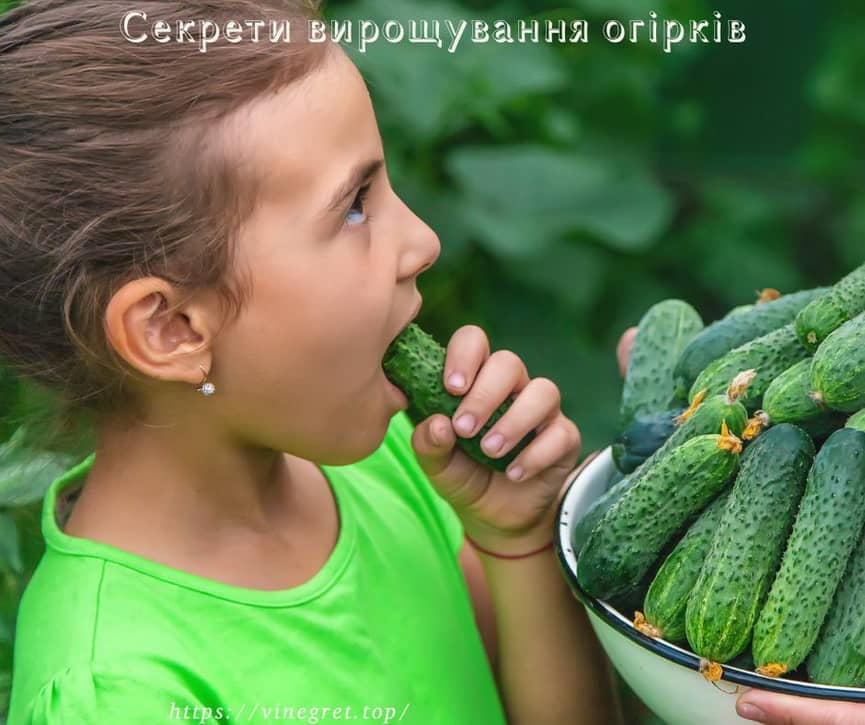 Секрети вирощування огірків Секрети вирощування огірків, посів огірків