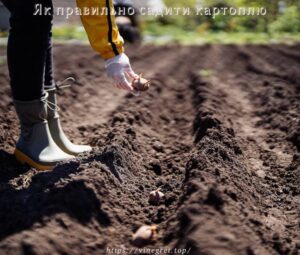 Як правильно садити картоплю