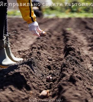 Як правильно садити картоплю