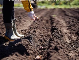 Як правильно садити картоплю