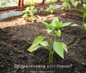 Як прискорити ріст перцю?