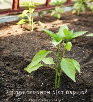 Як прискорити ріст перцю?