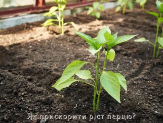Як прискорити ріст перцю?