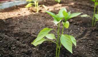 Як прискорити ріст перцю?