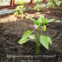Як прискорити ріст перцю?