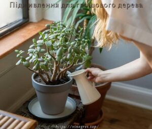 Підживлення для грошового дерева