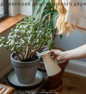 Підживлення для грошового дерева