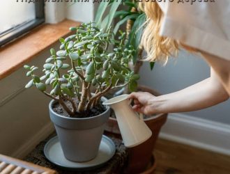 Підживлення для грошового дерева