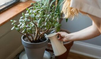 Підживлення для грошового дерева