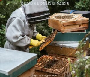 Весняна ревізія бджіл