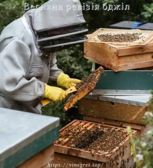 Весняна ревізія бджіл