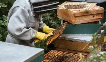 Весняна ревізія бджіл