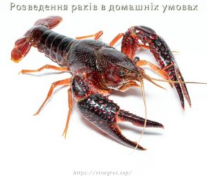 Розведення раків в домашніх умовах