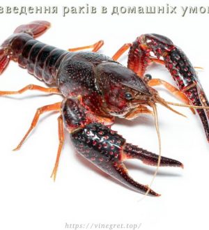 Розведення раків в домашніх умовах