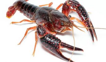 Розведення раків в домашніх умовах