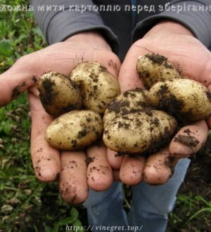 Чи можна мити картоплю перед зберіганням?