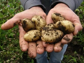 Чи можна мити картоплю перед зберіганням?