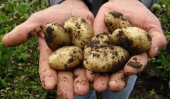 Чи можна мити картоплю перед зберіганням?