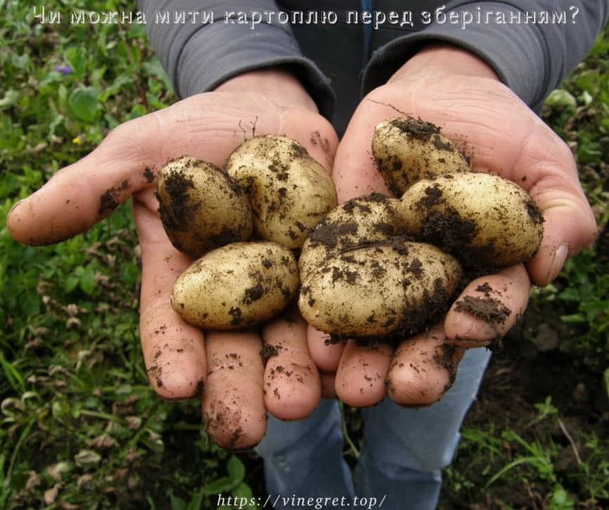 Чи можна мити картоплю перед зберіганням? Мити картоплю перед зберіганням