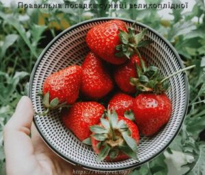 Правильна посадка суниці великоплідної