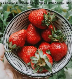 Правильна посадка суниці великоплідної