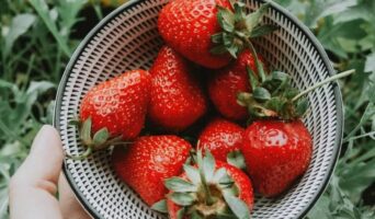 Правильна посадка суниці великоплідної