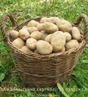 Способи зберігання картоплі: 10 простих порад