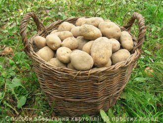 Способи зберігання картоплі: 10 простих порад