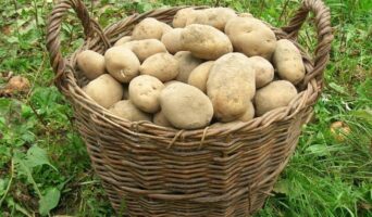 Способи зберігання картоплі: 10 простих порад