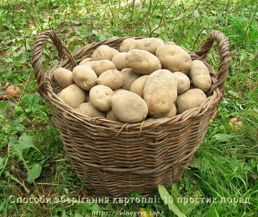 Способи зберігання картоплі: 10 простих порад Способи зберігання картоплі