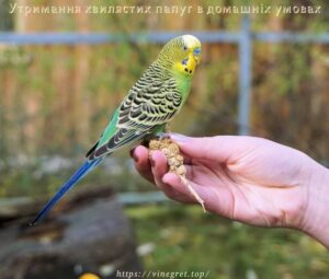 Утримання хвилястих папуг в домашніх умовах