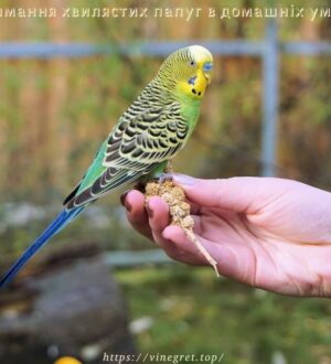 Утримання хвилястих папуг в домашніх умовах