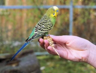 Утримання хвилястих папуг в домашніх умовах