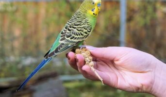 Утримання хвилястих папуг в домашніх умовах