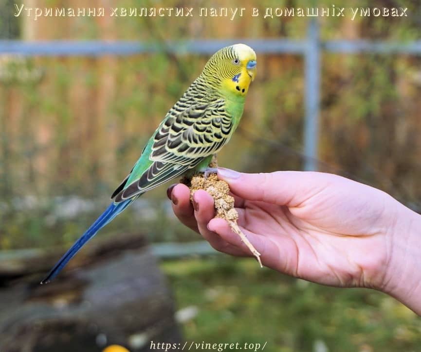 Утримання хвилястих папуг в домашніх умовах Утримання хвилястих папуг