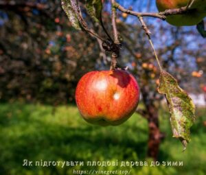 Як підготувати плодові дерева до зими