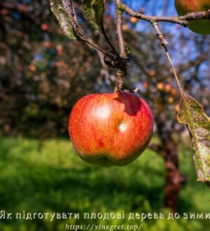 Як підготувати плодові дерева до зими