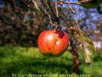 Як підготувати плодові дерева до зими
