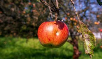 Як підготувати плодові дерева до зими